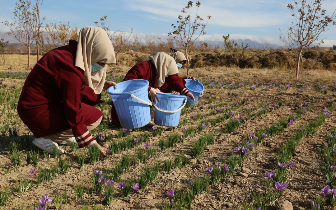 CSA Enseignement Agricole du 3 février 2025
