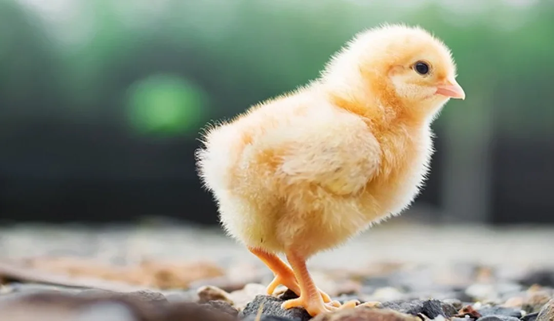On vous écrit, pas depuis le Groenland